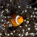 anemonefish_clown_false_khl_lan_h_0005_tha4419.jpg
